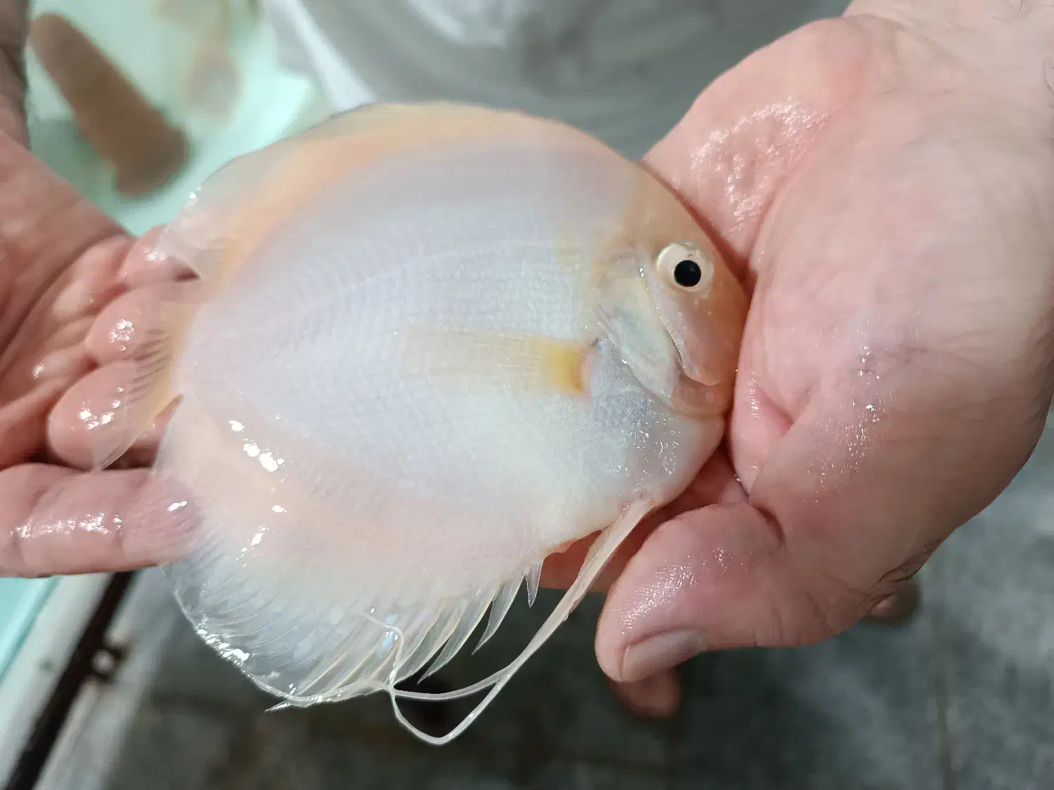 فروش ویژه ماهی دیسکس|ماهی|مشهد, خلق آباد سفلی|دیوار