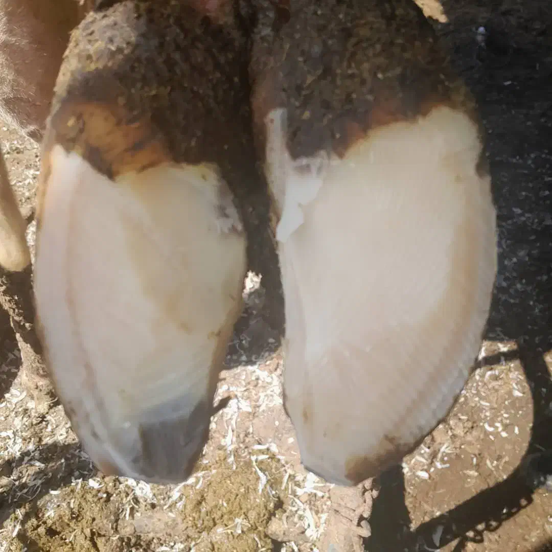 گاو شیری|حیوانات مزرعه|هشتگرد, تهران دشت|دیوار