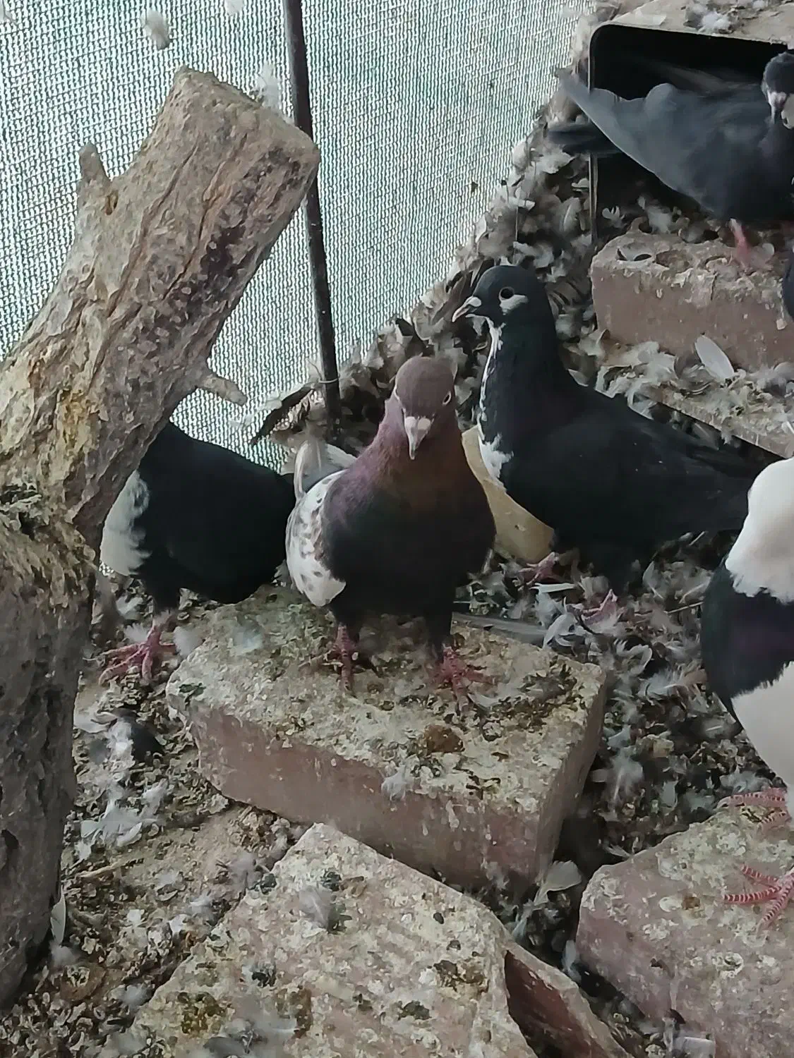 کفتر|پرنده|کرمان, |دیوار