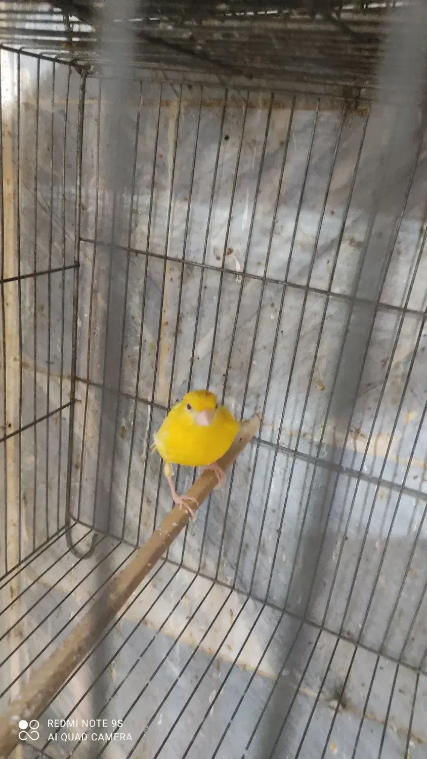 قناری|پرنده|کهریزک, |دیوار