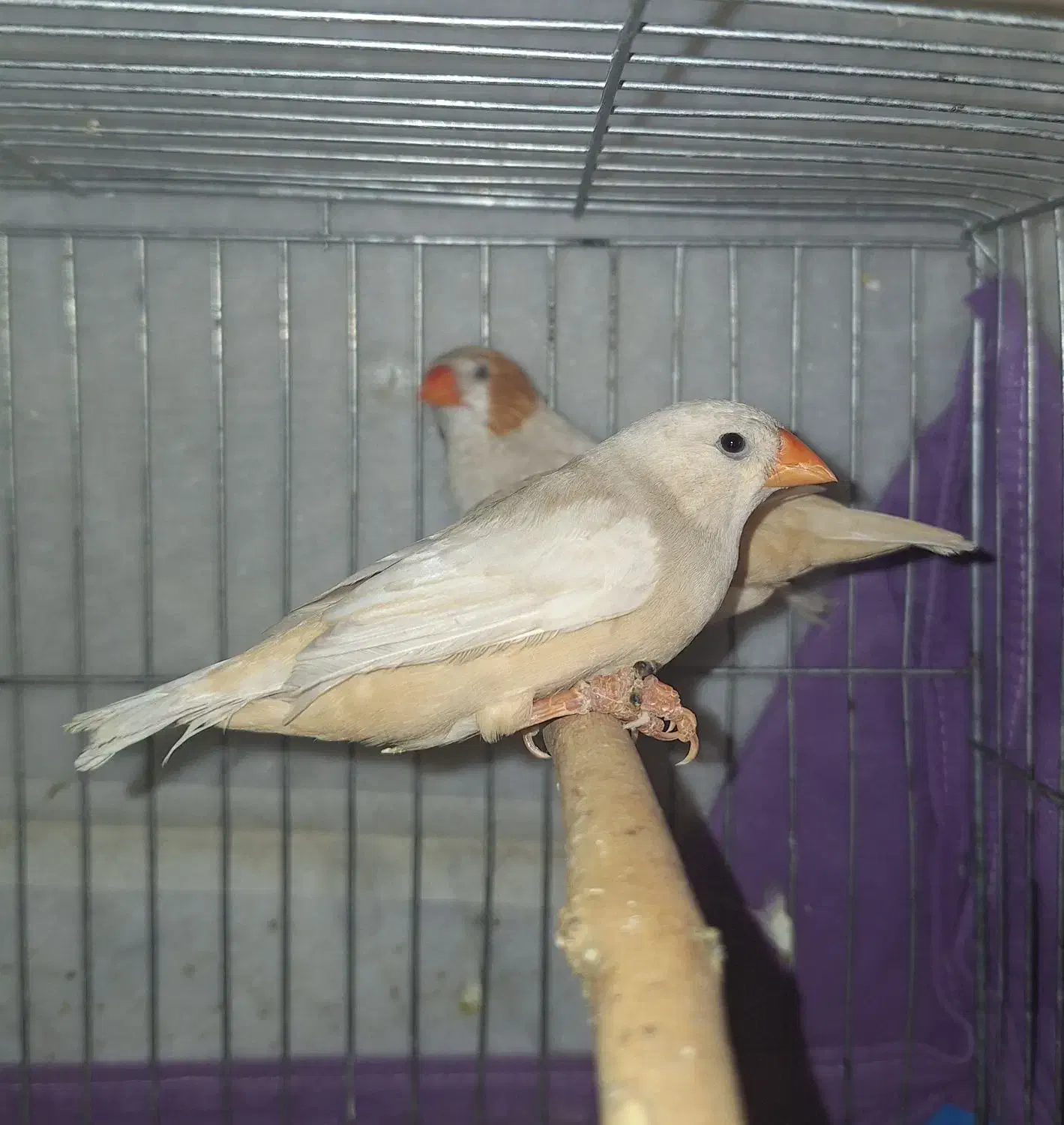 فنچ کینگ|پرنده|کرج, جهانشهر|دیوار