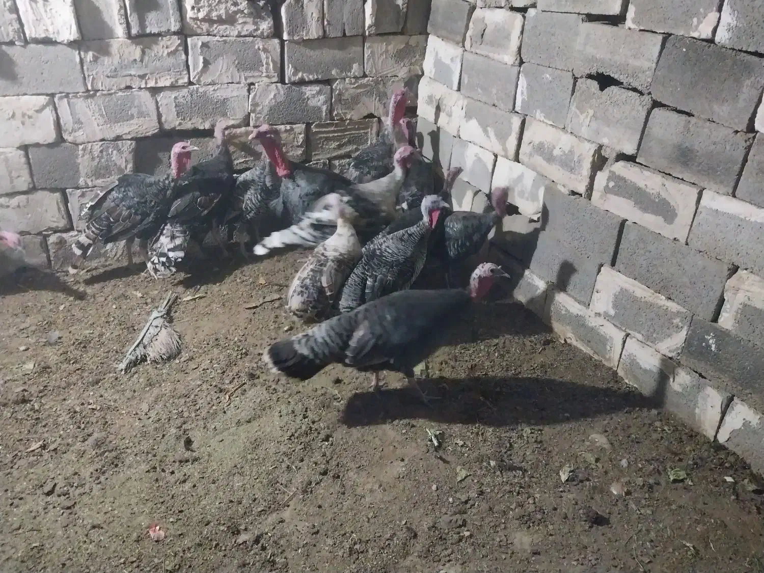 بوقلمو|حیوانات مزرعه|خورموج, |دیوار