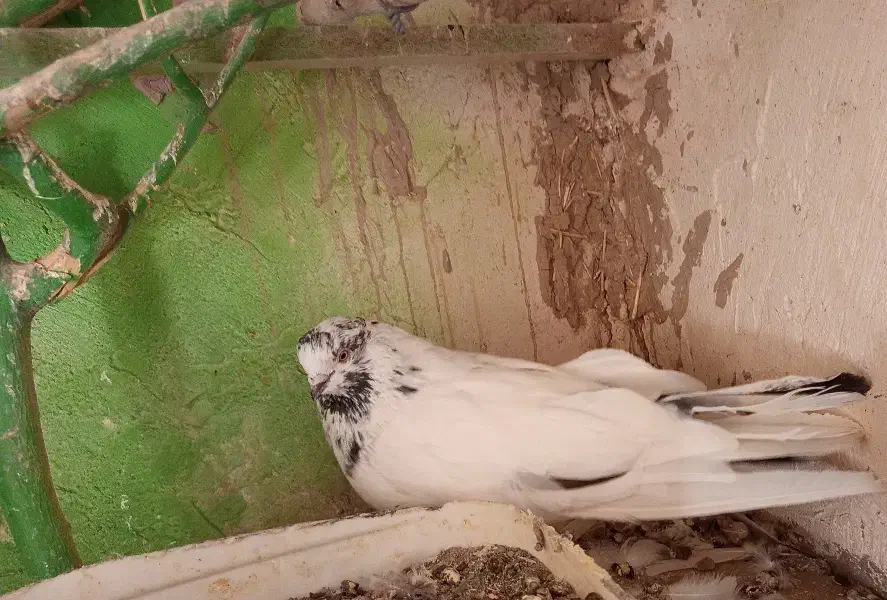 کبوتر|پرنده|ارزوئیه, |دیوار