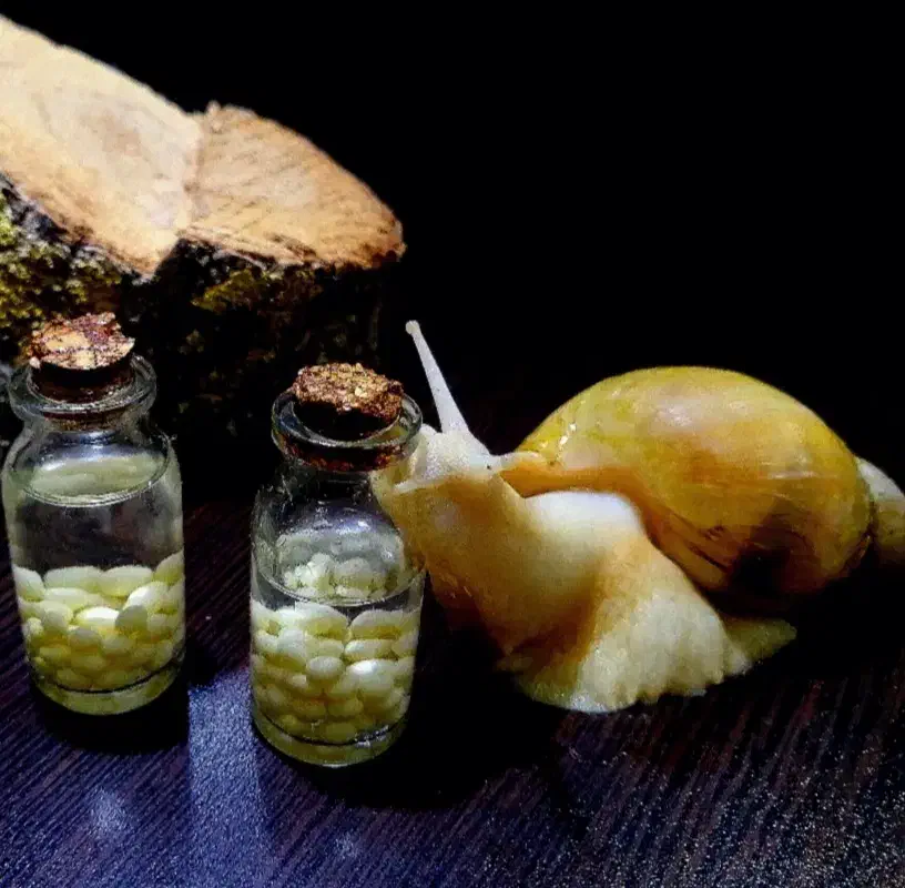 حلزون آلبینو نیم مولد|خزنده|کرمان, |دیوار