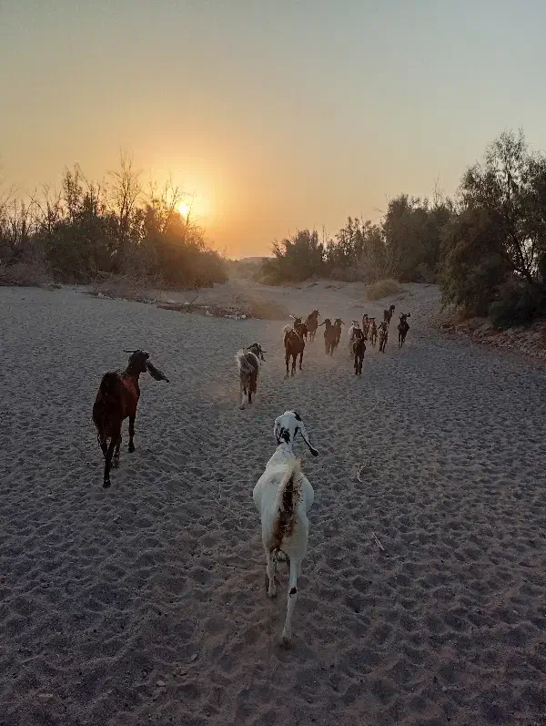 فروش بز داشتی دوقلوزاباکهره وگیسه|حیوانات مزرعه|رودبار (کرمان), |دیوار