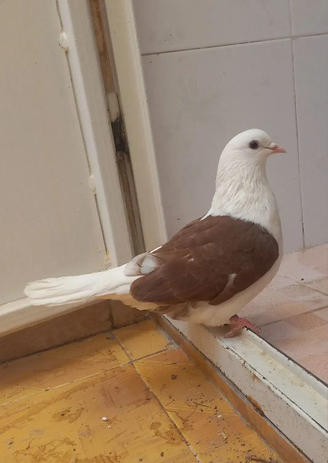 کفتر پشت سرخ|پرنده|طبس, |دیوار