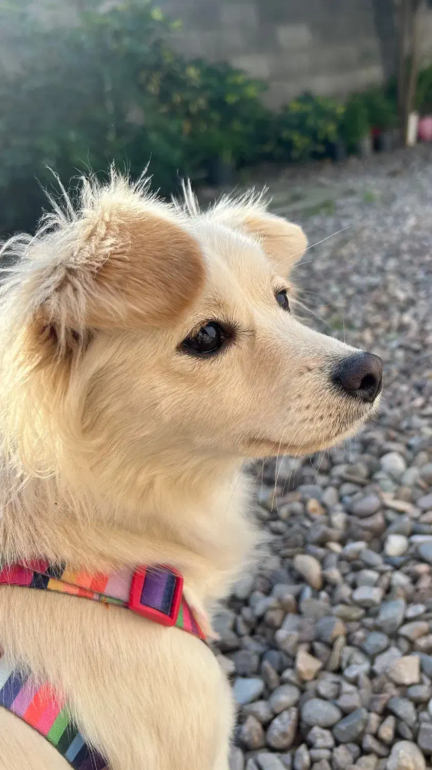 واگذاری سگ|سگ|کوچصفهان, |دیوار