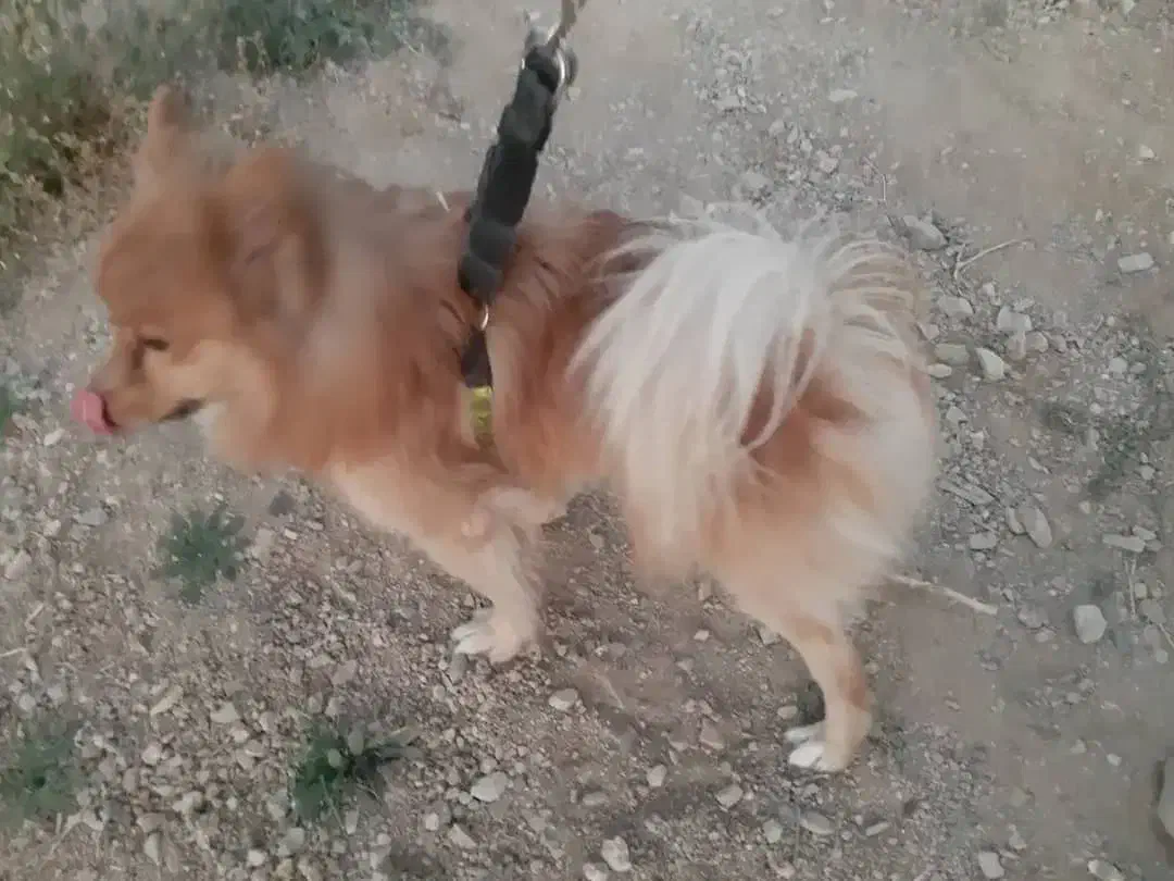 سگ ماده|سگ|تهران, بوستان سرخه حصار|دیوار