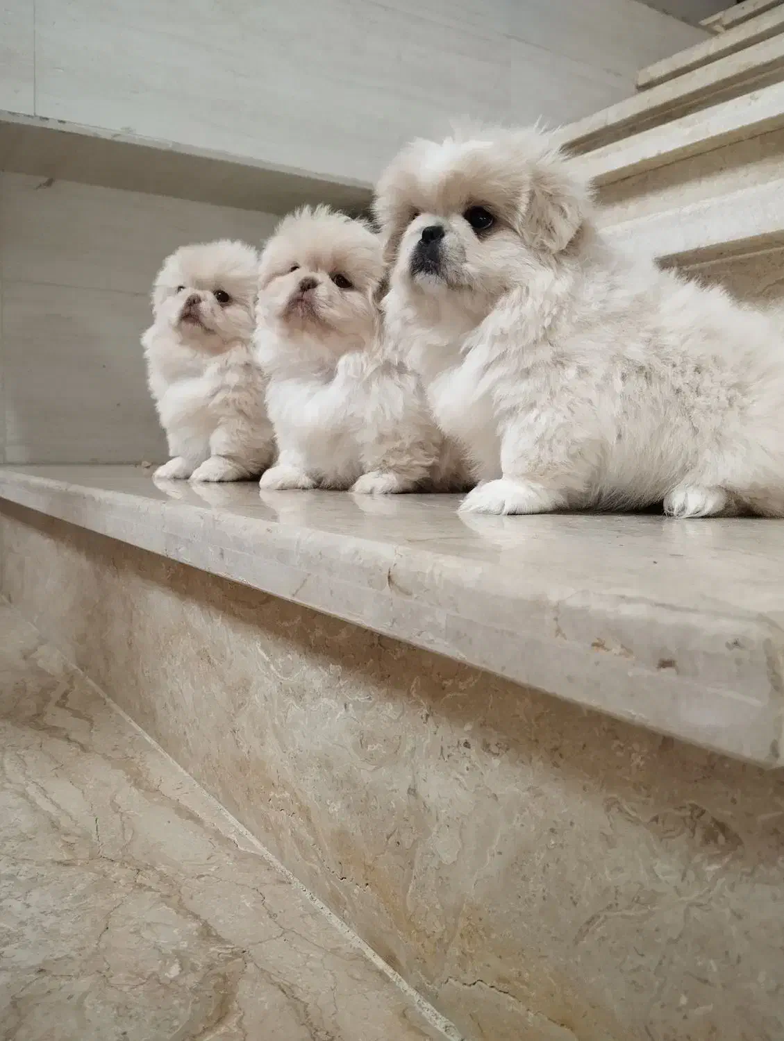 سه عدد پسر ویک دختر|سگ|بندر انزلی, پیل علی باغ|دیوار