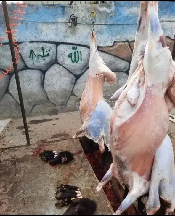 گوسفند زنده ذبح شرعی قصاب. گوسفند فروشی جعفری|خدمات پذیرایی، مراسم|مشهد, جاهد شهر|دیوار