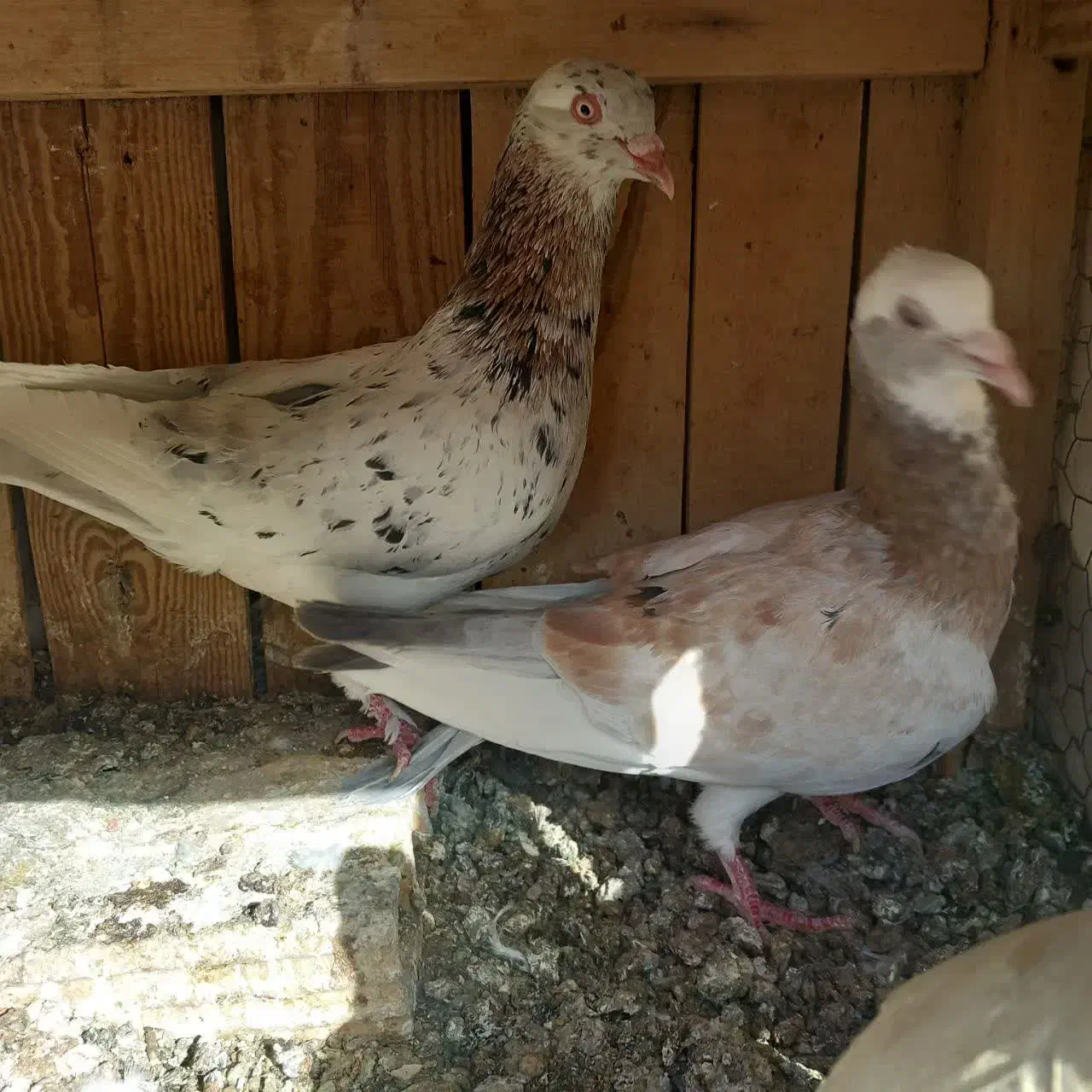 کبوتر تزیینی|پرنده|قم, الوندیه و گذر صادق|دیوار