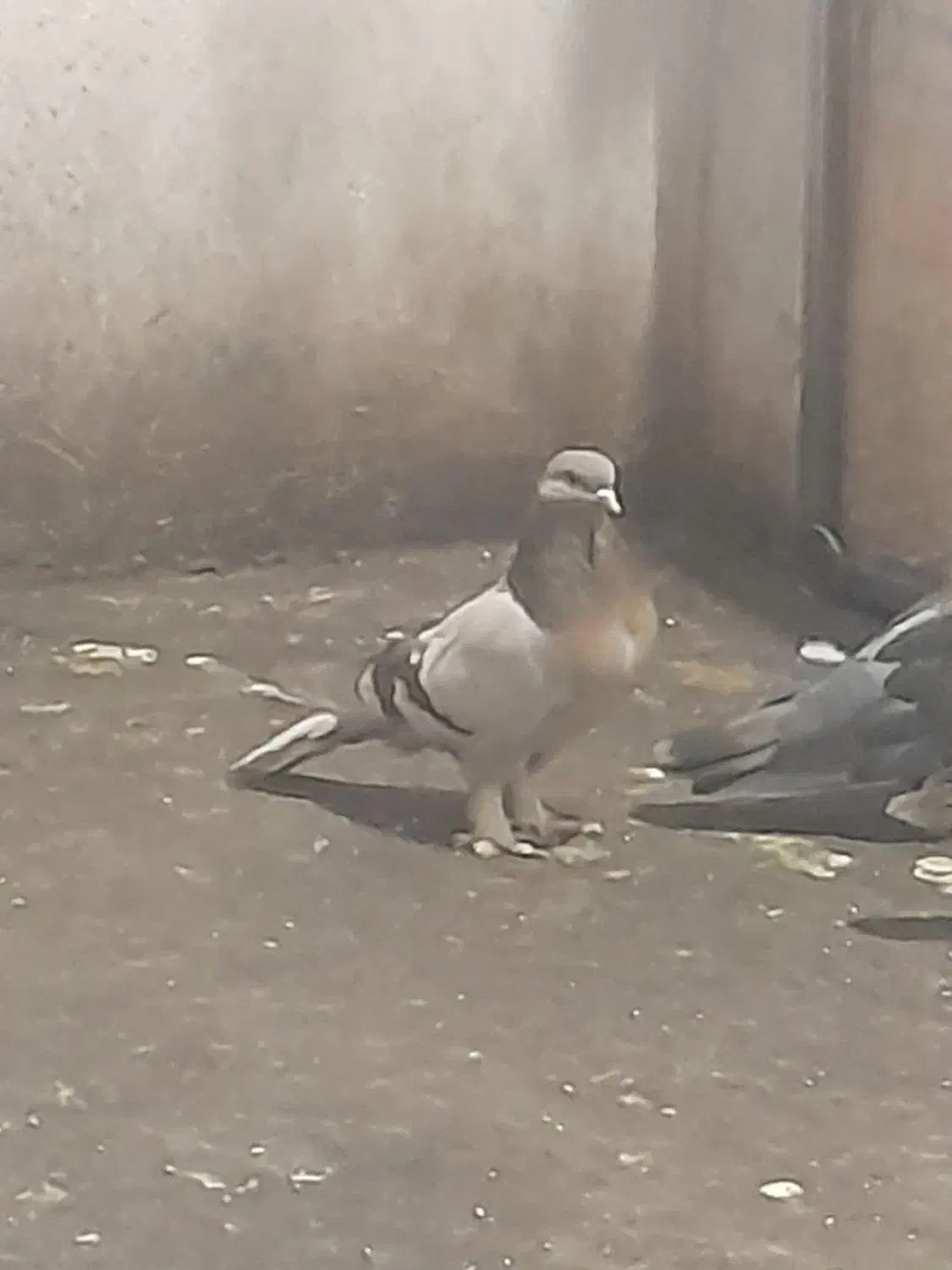 کبوتر تر کیه ای|پرنده|بروجن, |دیوار