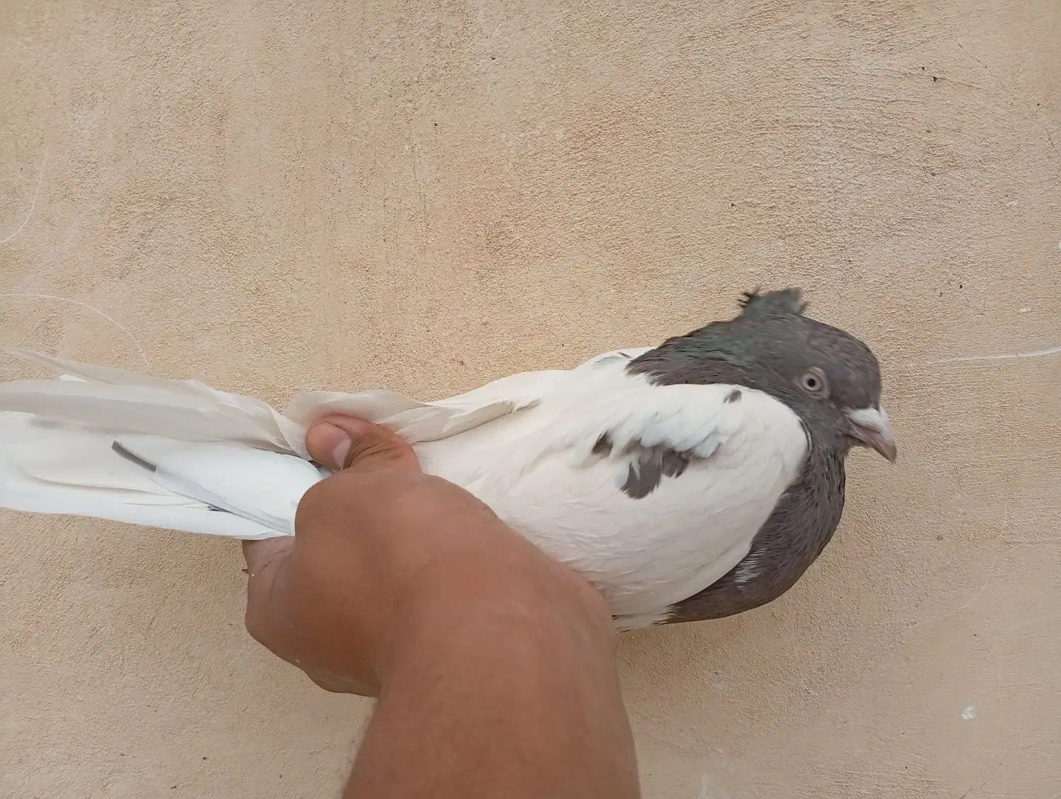 کله ای قهوه ای نر|پرنده|باغ بهادران, |دیوار