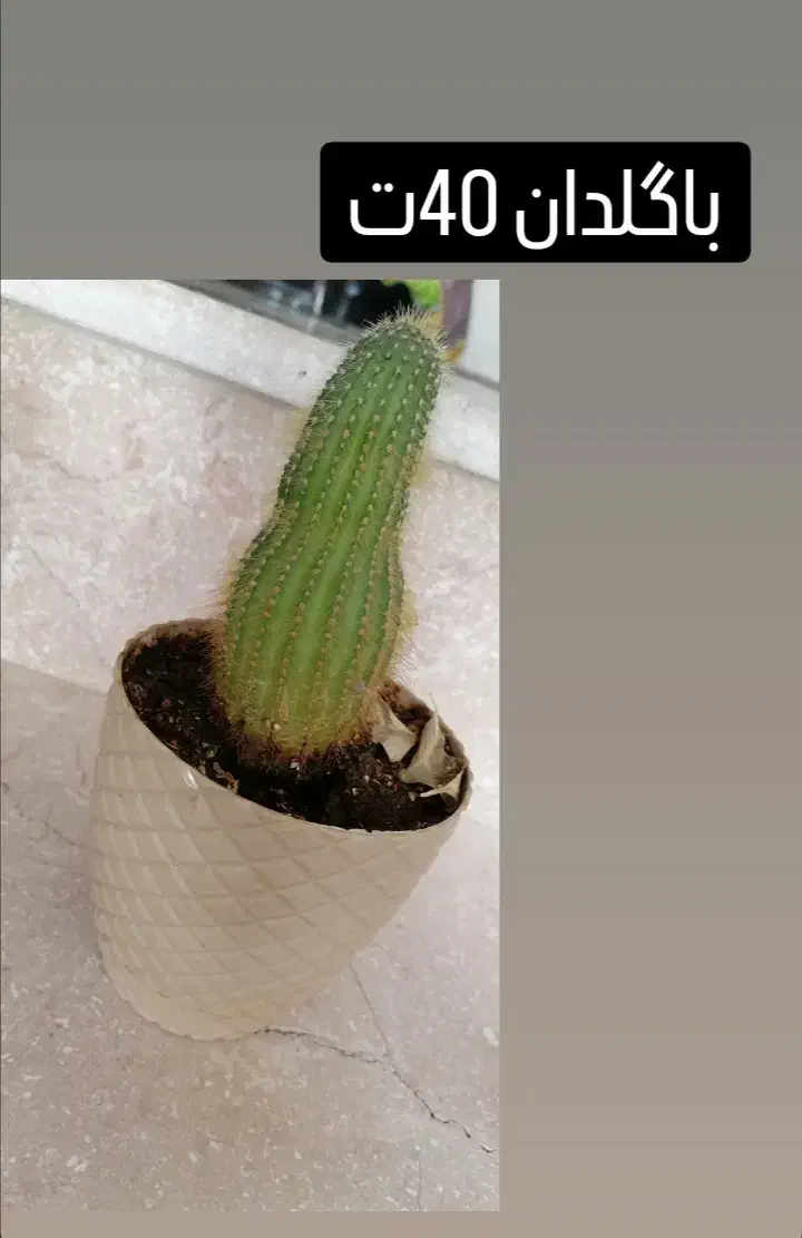 حراج گل خانگی|گل و گیاه طبیعی|شاهین‌شهر, شهرک ردانی پور|دیوار