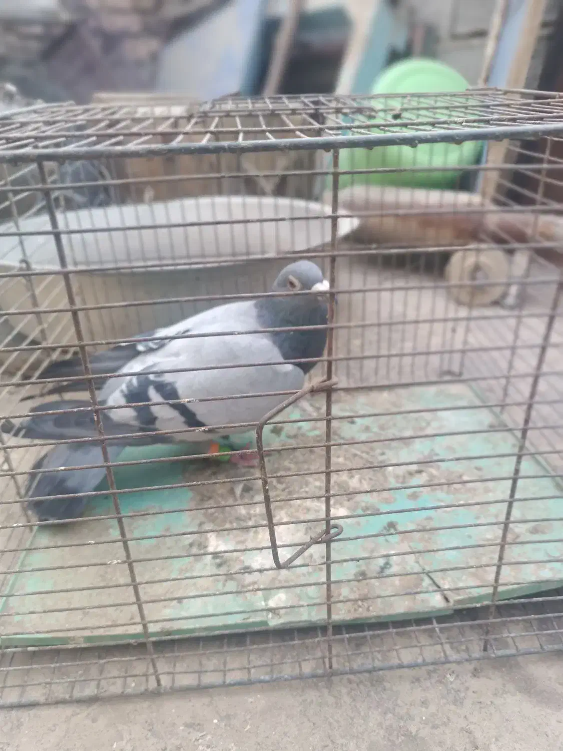 دوتا نر|پرنده|زابل, |دیوار