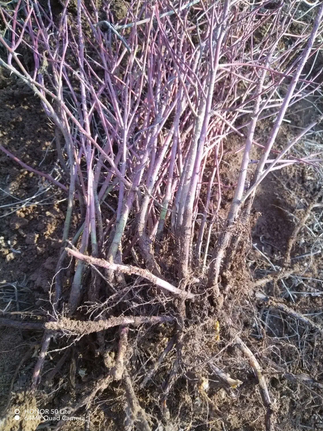 نهال گل محمدی|خدمات باغبانی و درختکاری|سیلوانه, |دیوار