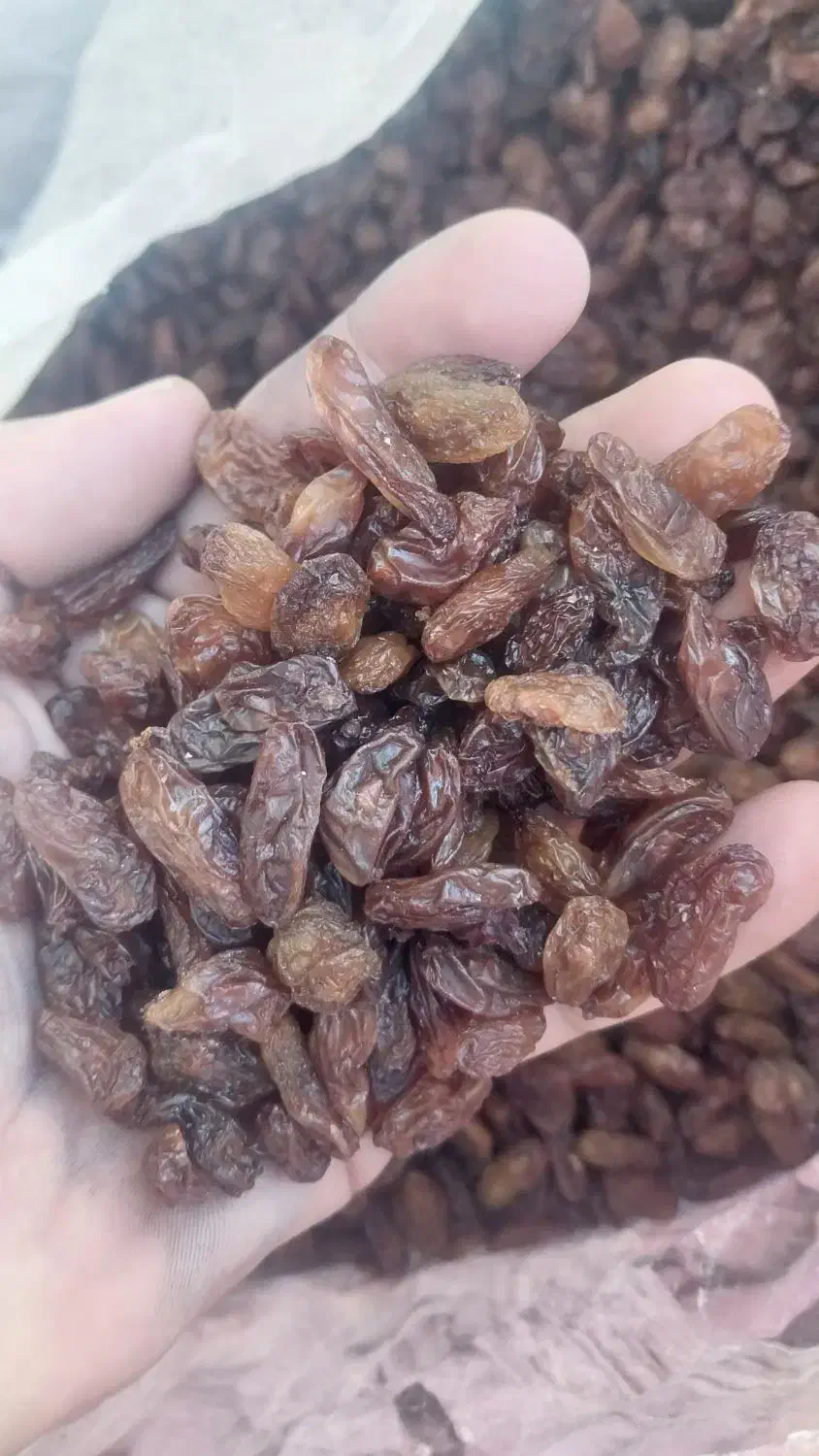 فروش کشمش افتابی|خوردنی و آشامیدنی|یزد, |دیوار