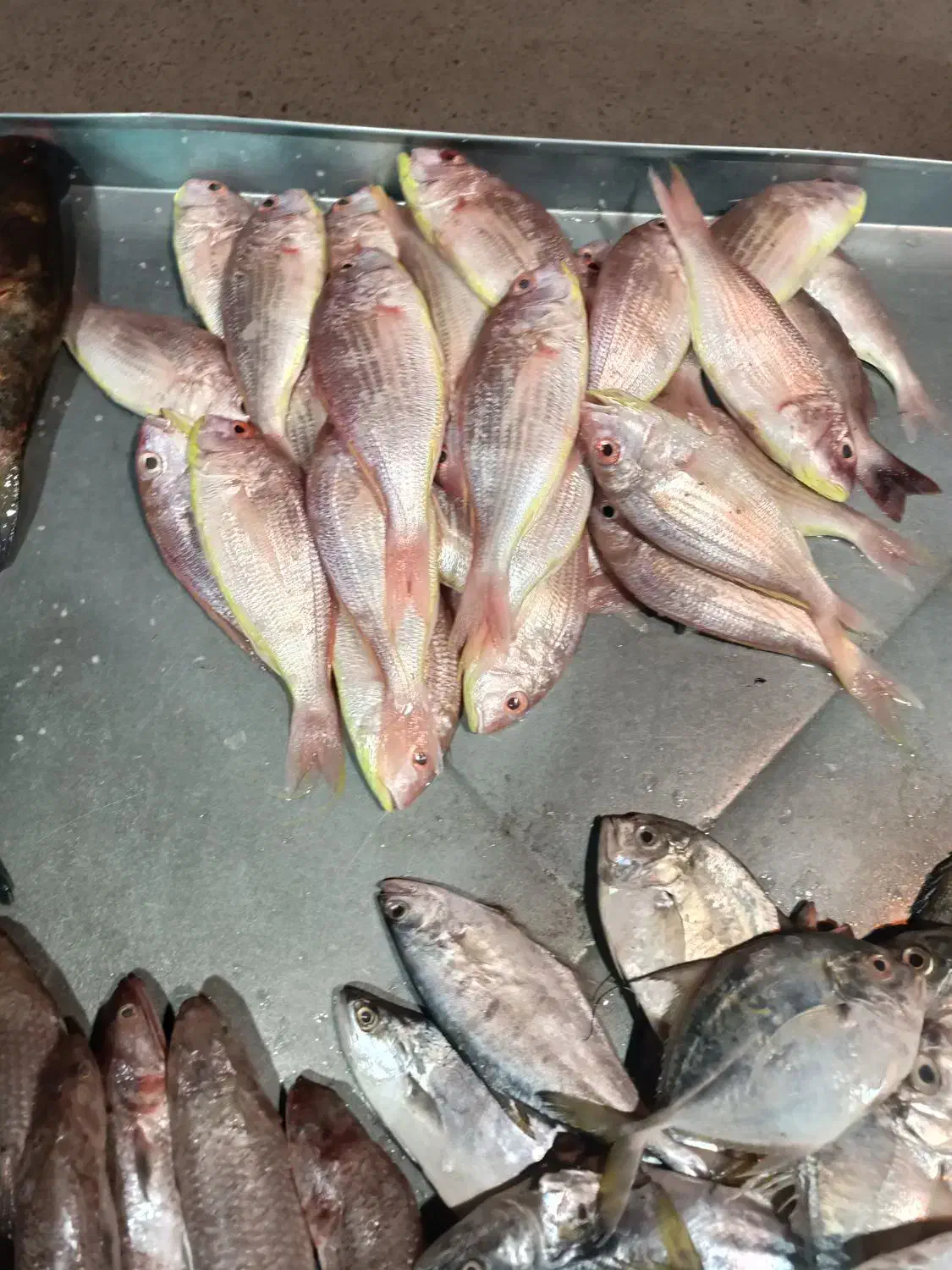 ماهی فروشی خلیج فارس|ماهی|اشکذر, |دیوار