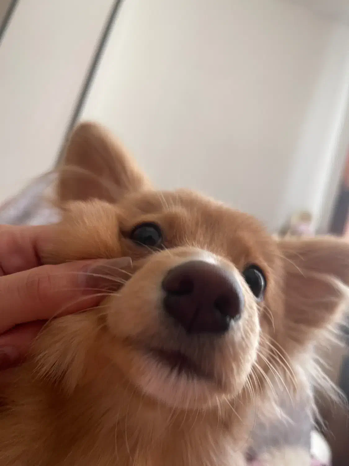 سگ پامرین گرگی|سگ|کرج, عظیمیه|دیوار