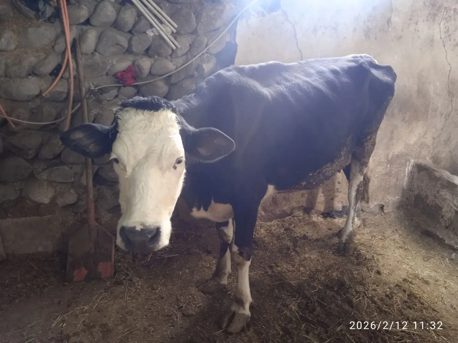 گاو و گوساله|حیوانات مزرعه|نظر کهریزی, |دیوار