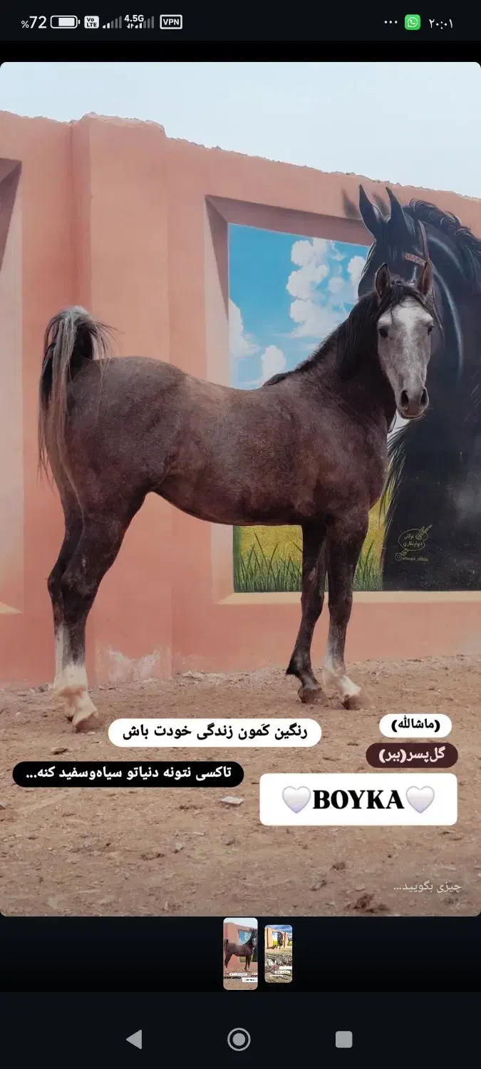 اسب درجه یک|اسب و تجهیزات اسبسواری|تهران, جوادیه|دیوار