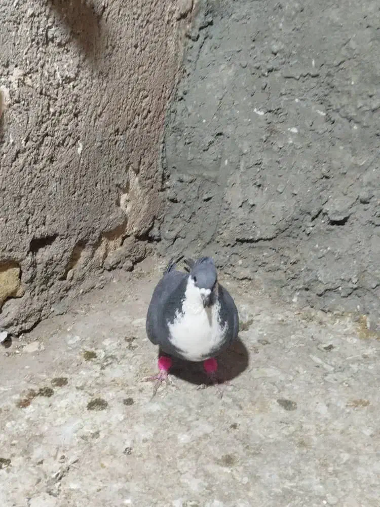 کفترسیاه سیندق|پرنده|رفسنجان, |دیوار