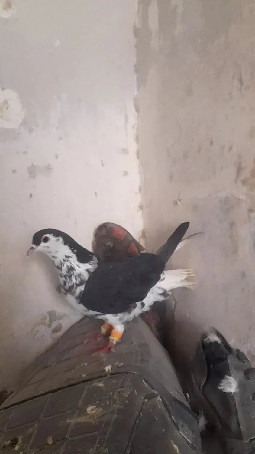 چپ افشون|حیوانات|کاشمر, |دیوار