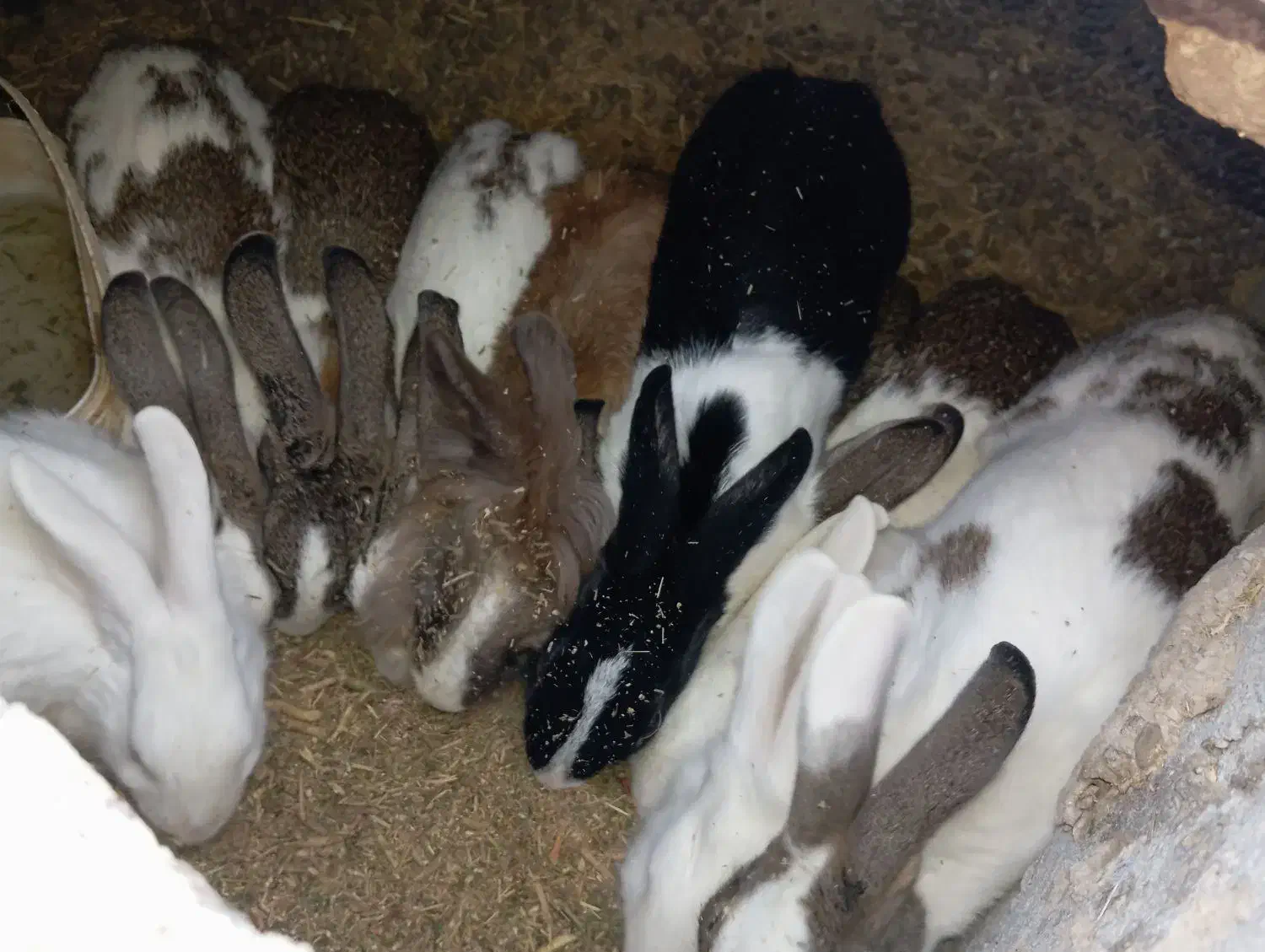 خرگوش|موش و خرگوش|زابل, |دیوار