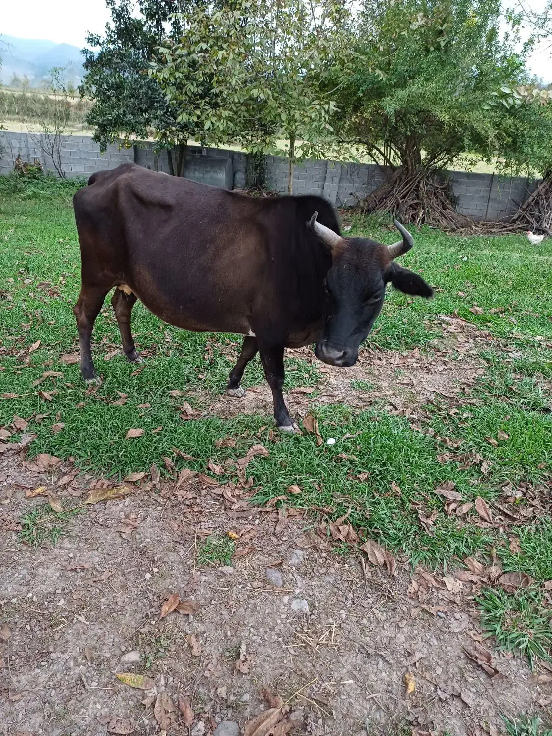 فروش گاو با گوساله ماده|حیوانات مزرعه|سنگر, |دیوار