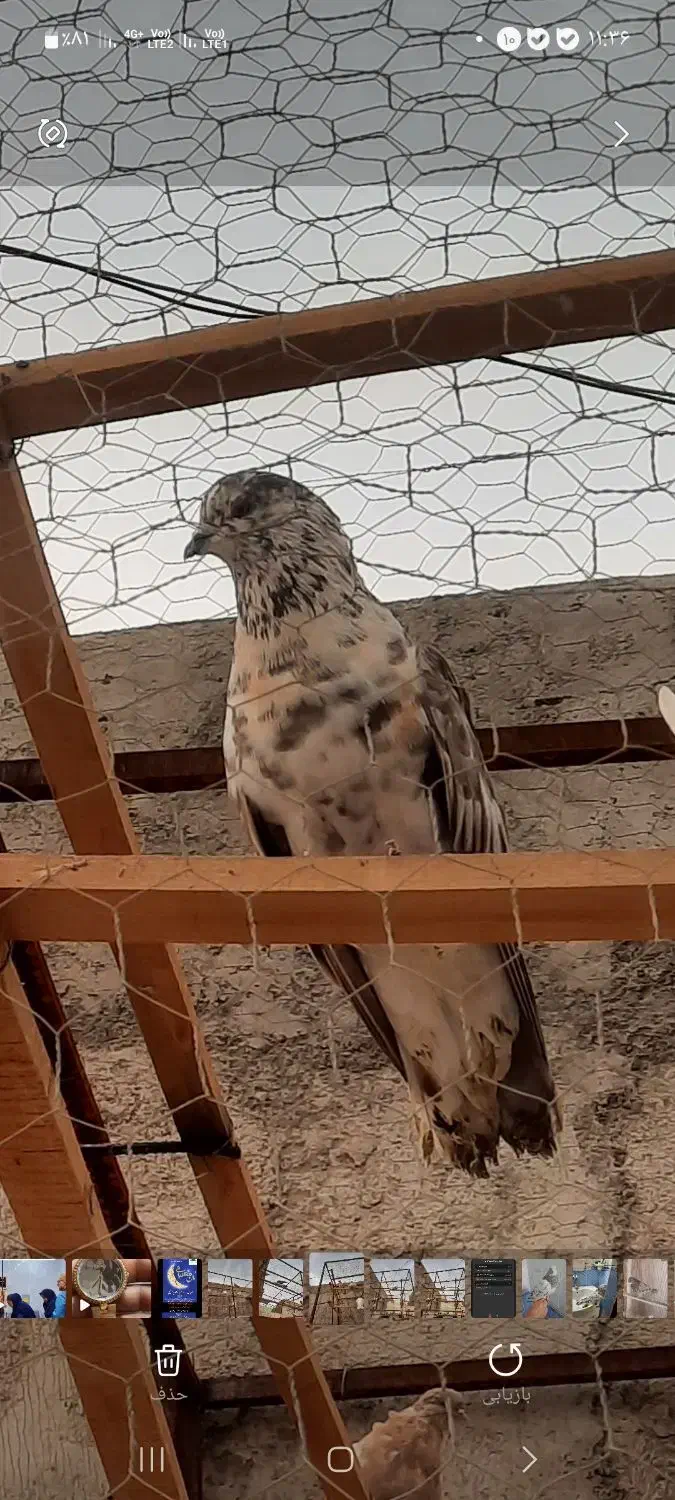 کفتر پرشی|پرنده|گلستان (تهران), |دیوار