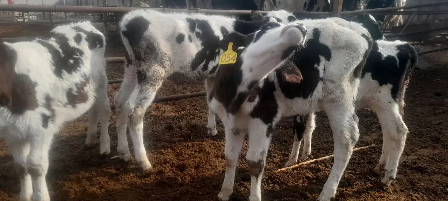 گوساله نر شیری و از شیر گرفته|حیوانات مزرعه|شیراز, منطقه ویژه اقتصادی|دیوار