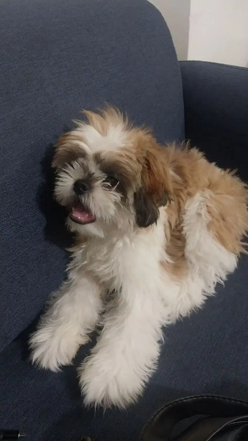 واگذاری سگ|سگ|محمدیه-قزوین, |دیوار