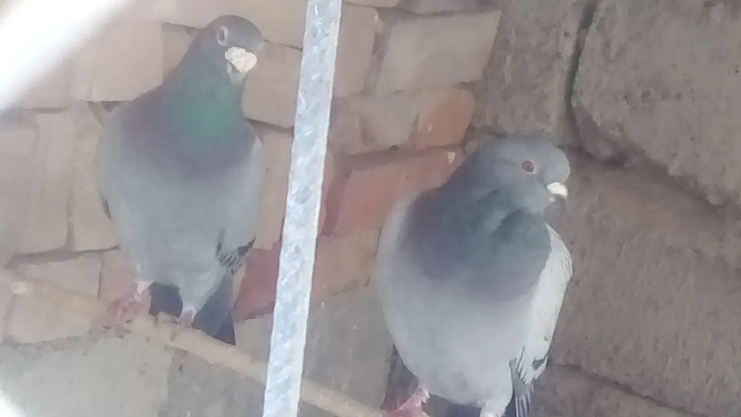 کبوتر پلاکی|پرنده|خاش, |دیوار