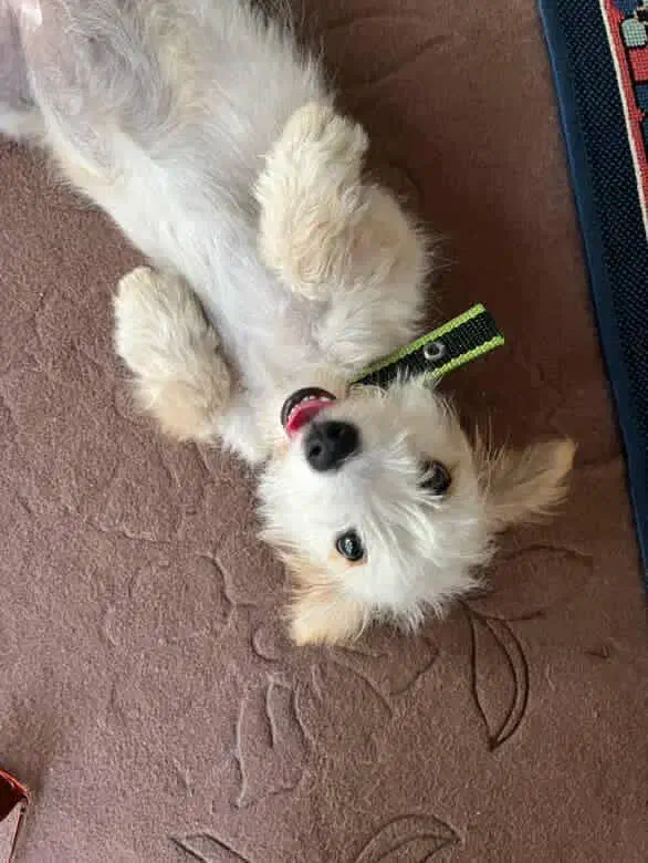 سگ پا کوتاه ۳ واگذاری|سگ|رشت, پیرکلاچای|دیوار