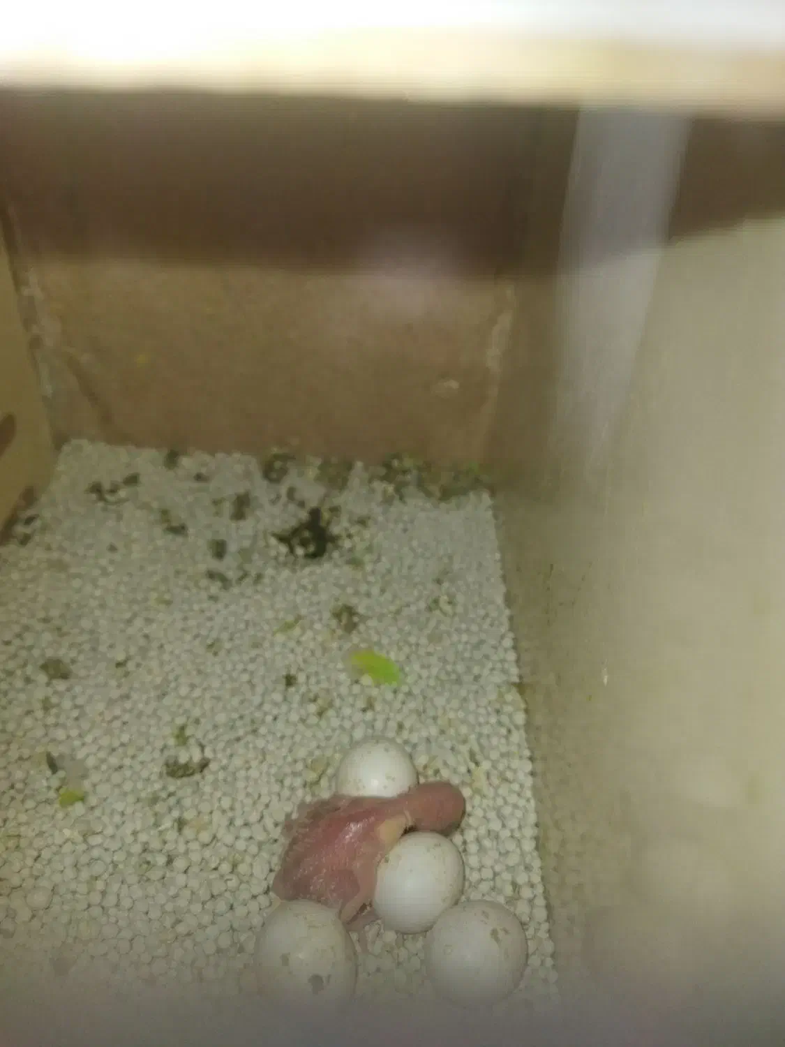 جفت مرغ عشق بهمراه جوجه|پرنده|ارومیه, |دیوار