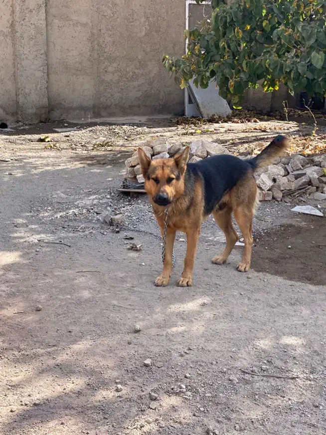 سگ ژرمن|سگ|قزوین, |دیوار