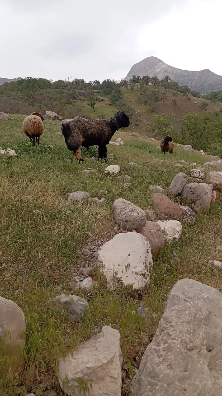 نرمیش|حیوانات مزرعه|گتوند, |دیوار