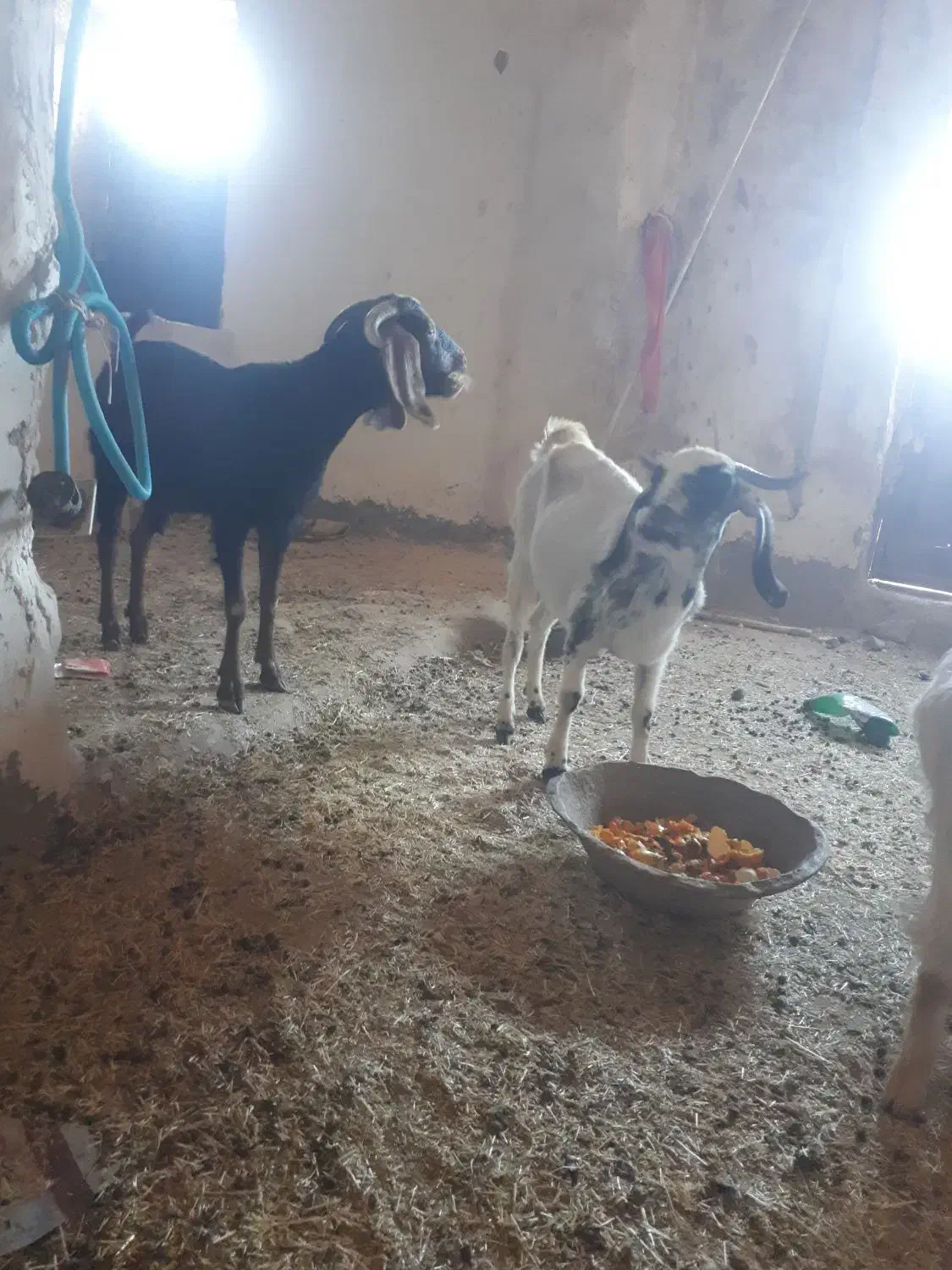 دوعد بز جوان چاق|حیوانات مزرعه|خواف, |دیوار