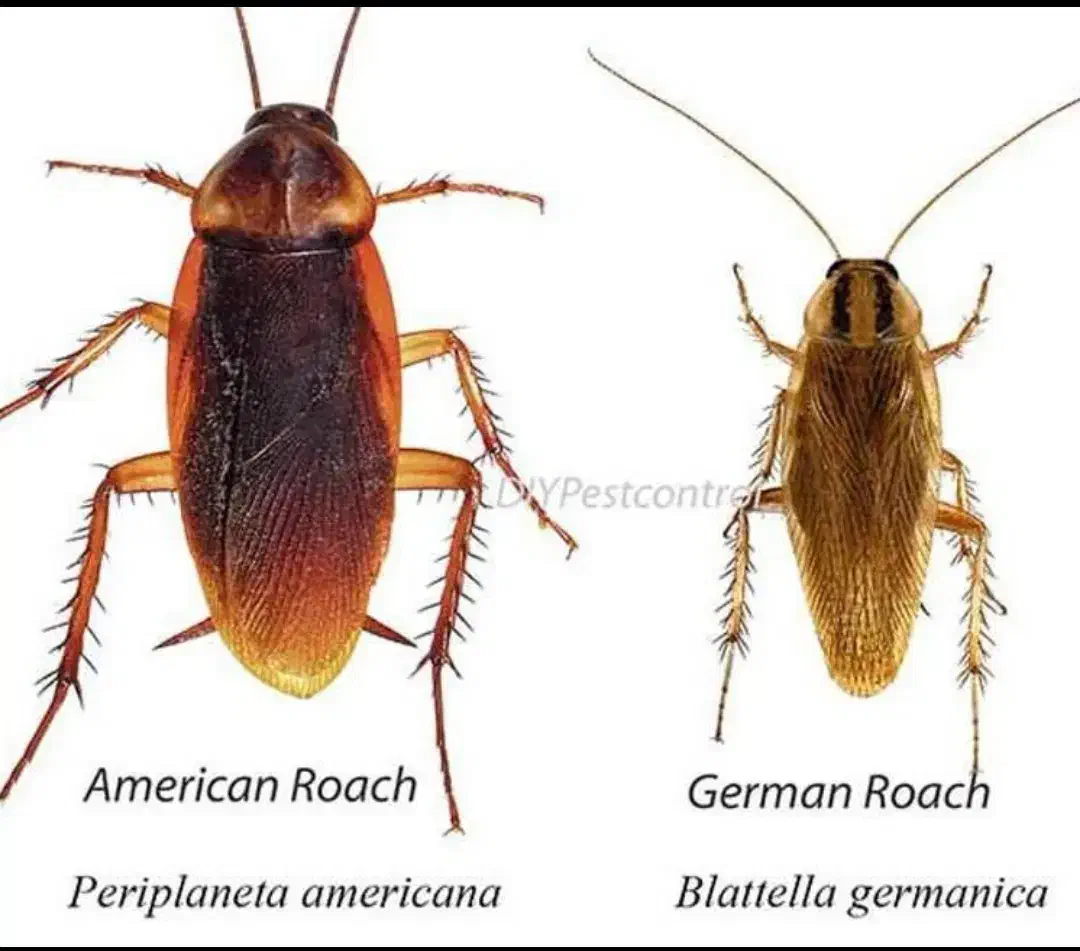 سمپاشی و موریانه زدایی تضمینی و بدون کثیف کاری|خدمات نظافت|دزفول, |دیوار