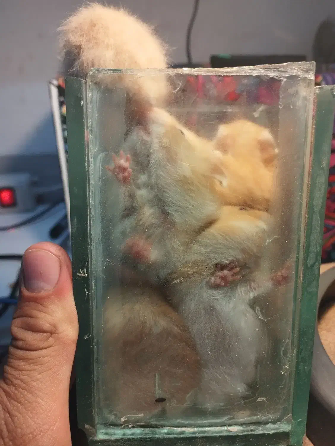 بچه همستر|موش و خرگوش|کرمانشاه, |دیوار