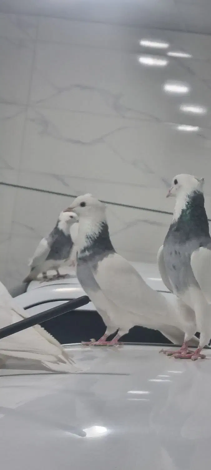 کبوترطوقی الماسی|پرنده|بستان آباد, |دیوار