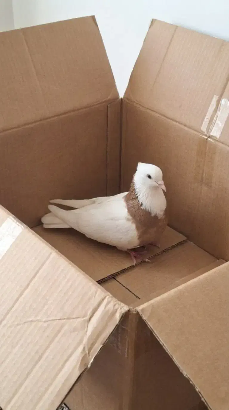 کبوتر ماده|پرنده|مشگین شهر, |دیوار