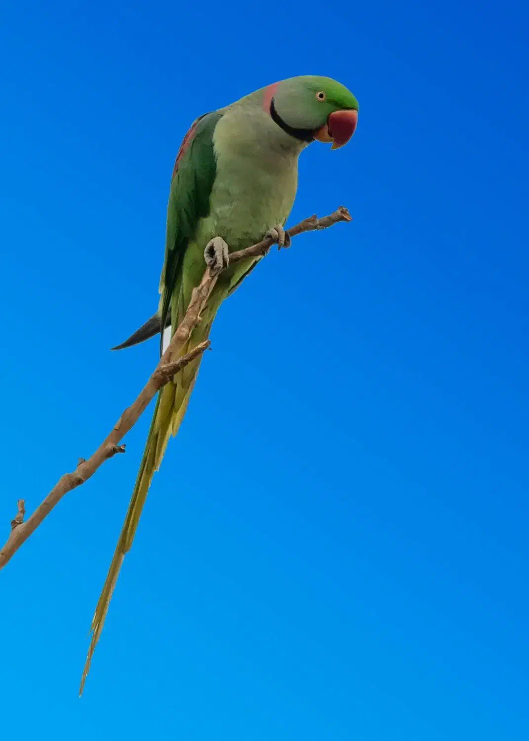 فروش جوجه شاه طوطی ۸ ماهه|پرنده|اصفهان, جلفا|دیوار