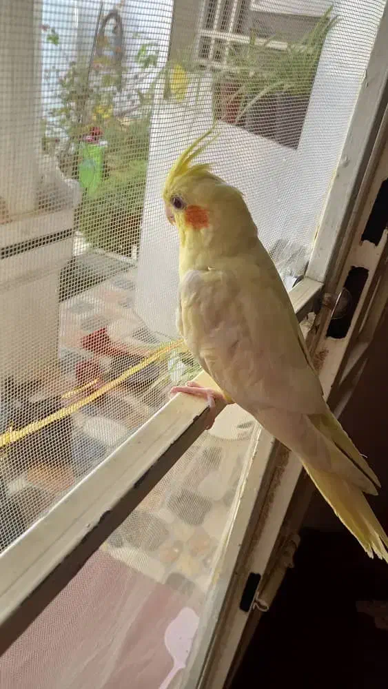 عروس هلندی|پرنده|آبپخش, |دیوار