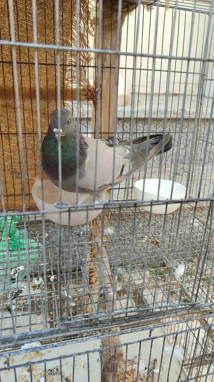 کبوتر بالغ جنسیت نامعلوم|پرنده|شاهین‌شهر, شهرک گلدیس|دیوار