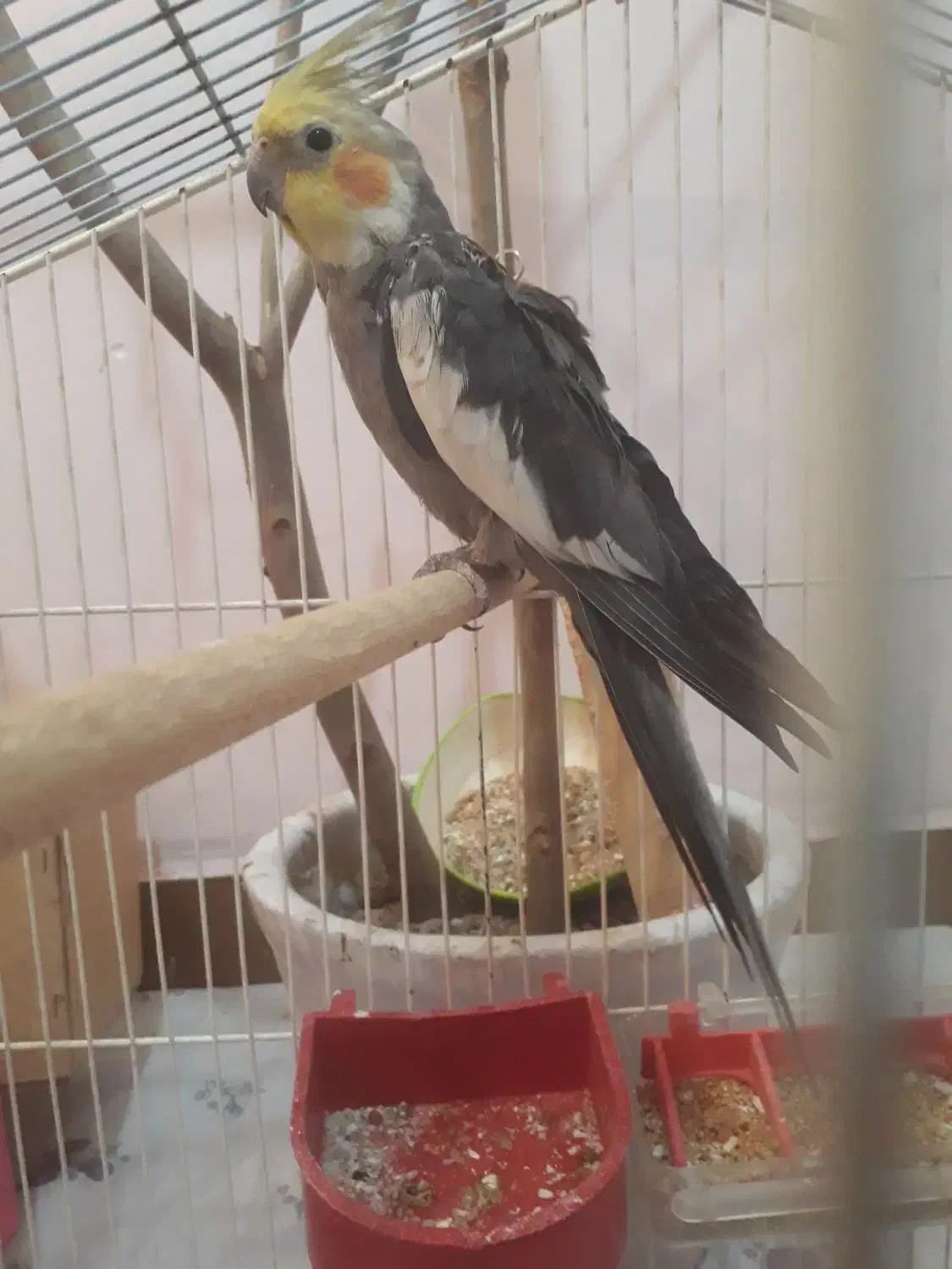 عروس هلندی|حیوانات|اهواز, کوی ملی راه|دیوار