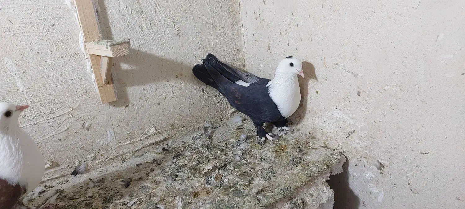 کلاغ کربلایی|پرنده|مشهد, انقلاب|دیوار