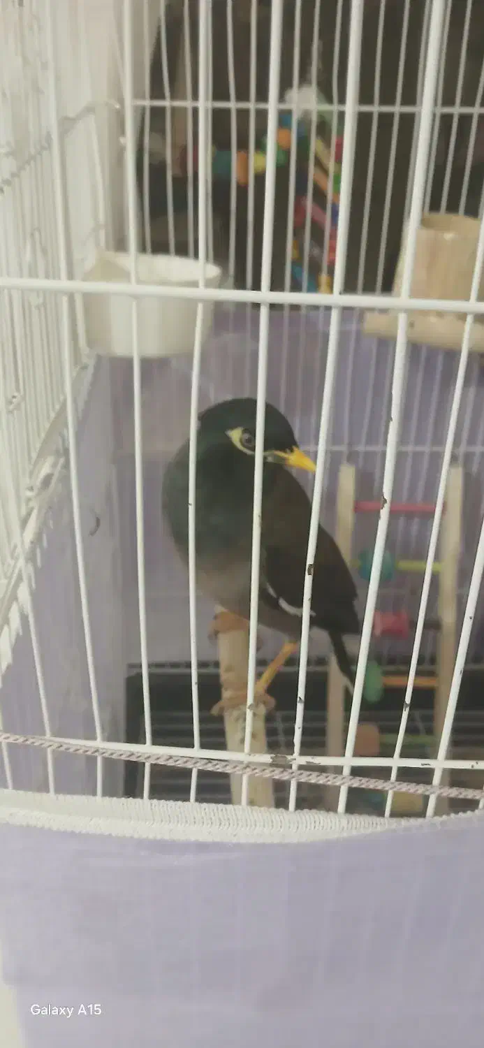 مینا سخنگو دستی|پرنده|سبزوار, قصبه شرقی|دیوار