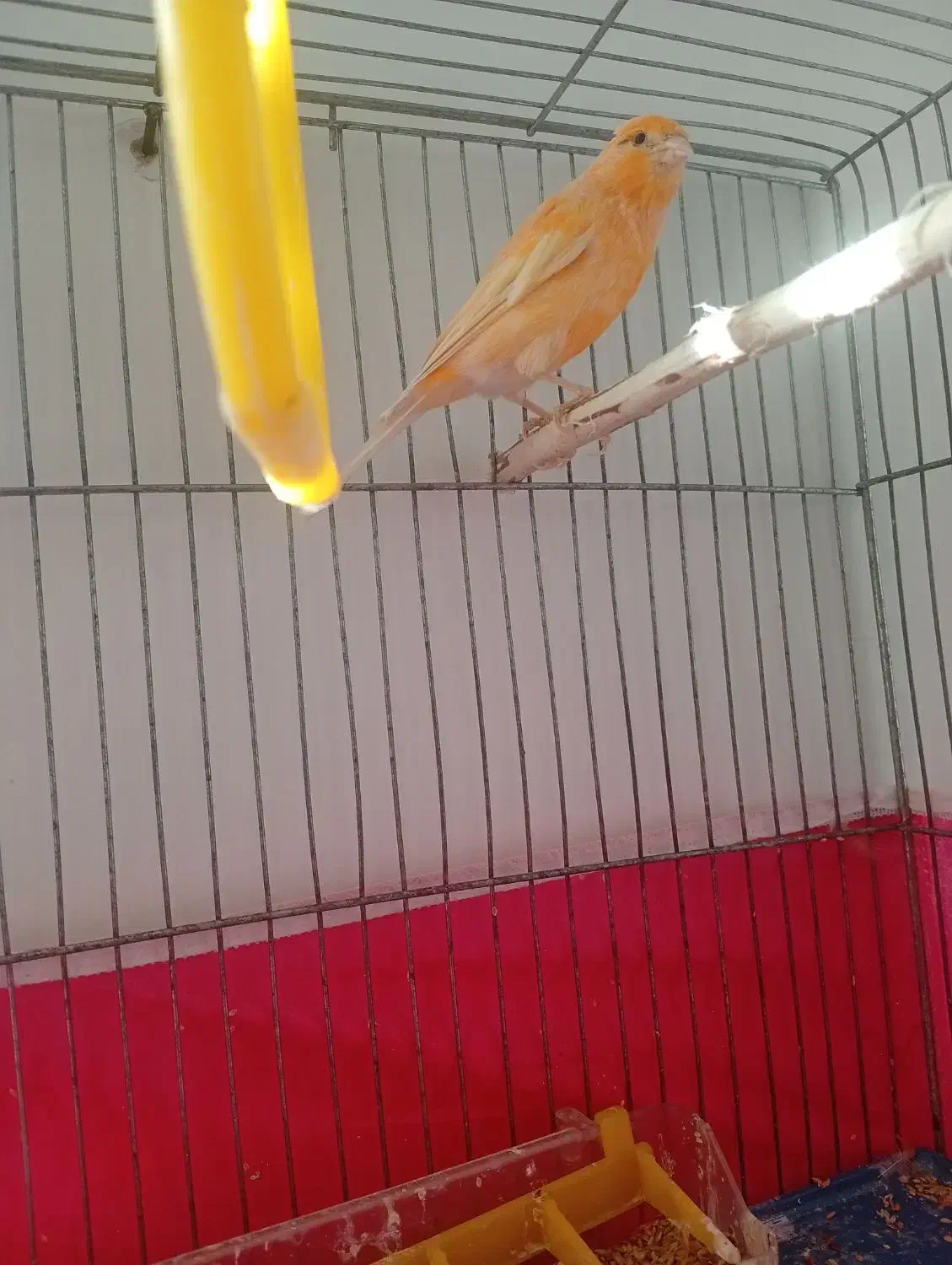 قناری|پرنده|فولادشهر, B7|دیوار