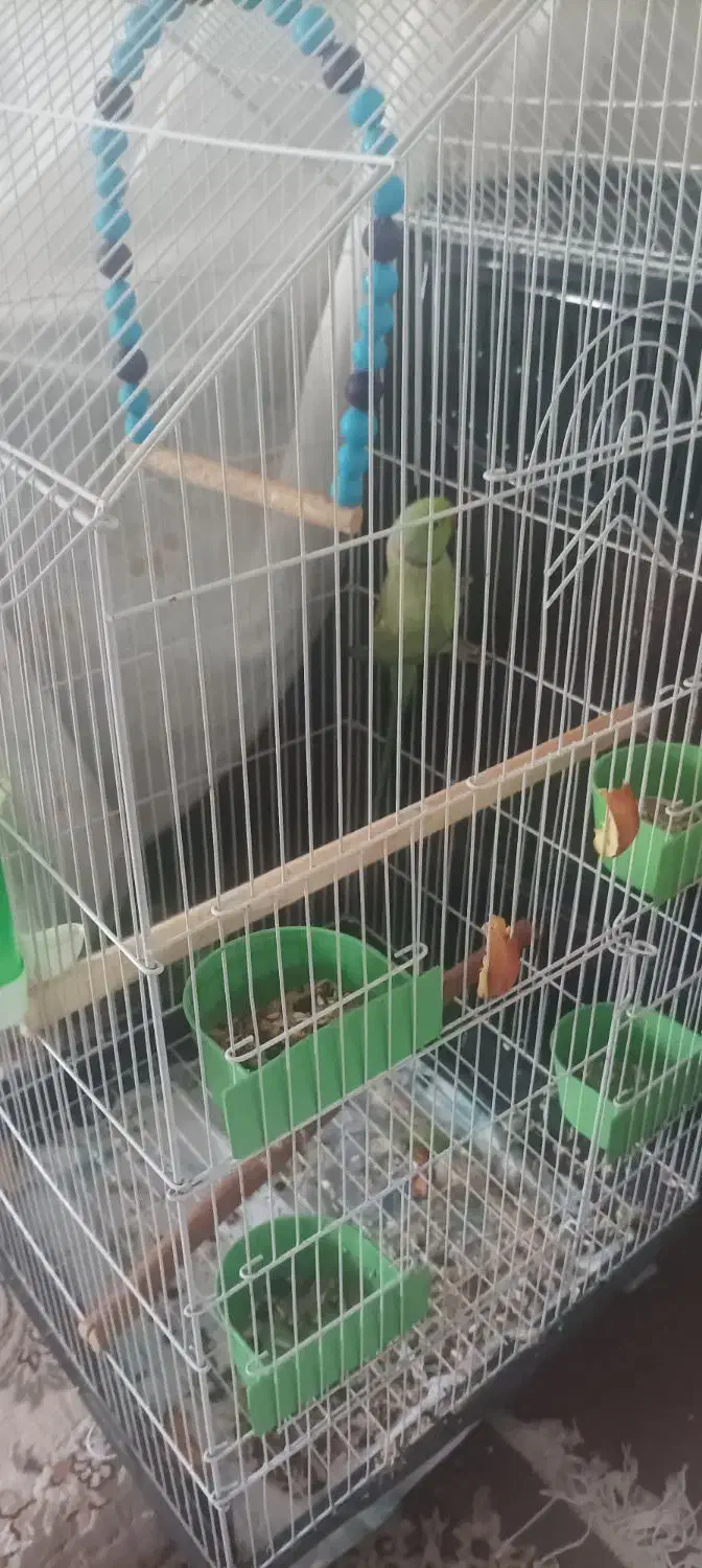 طوطی ملنگو نربا قفس وعروس هلندی نر و ماده بالغ با|پرنده|شیراز, درکی|دیوار